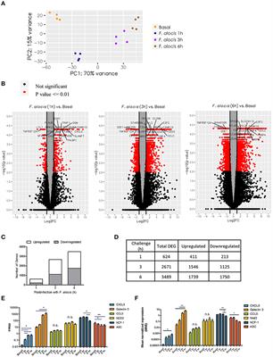 Whole Transcriptome Analysis Reveals That Filifactor alocis Modulates TNFα-Stimulated MAPK Activation in Human Neutrophils